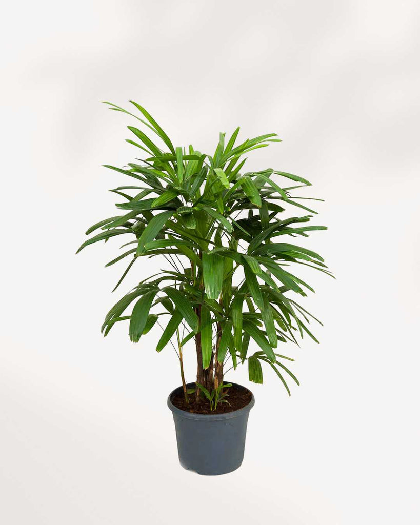 Rhapis Lady Palm 6" Pot - Medium