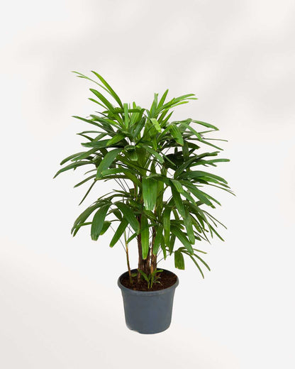 Rhapis Lady Palm 6" Pot - Medium