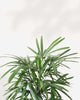 Close-up of Rhapis Lady Palm's fan-shaped leaves
