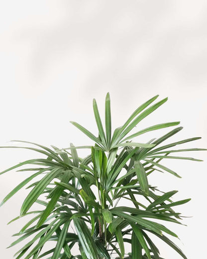 Close-up of Rhapis Lady Palm's fan-shaped leaves