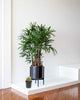 Rhapis Lady Palm plant in a pot