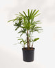 Rhapis Lady Palm 10" Pot - Large