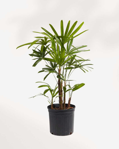 Rhapis Lady Palm 10" Pot - Large