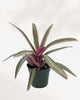 Tradescantia Spathacea 3.5" Pot - Small