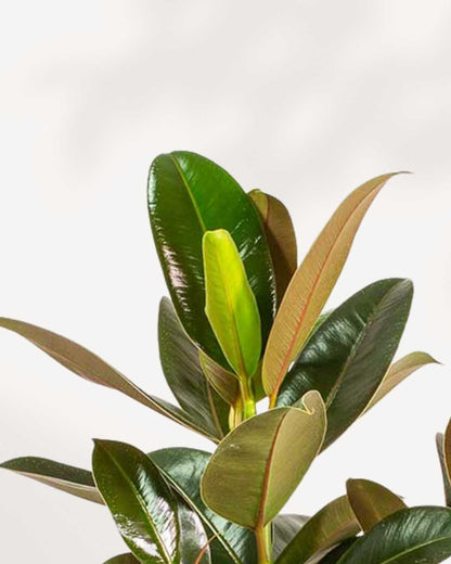 Rubber Plant Melany