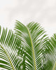 Close-up of Sago Palm's rosette of feathery fronds