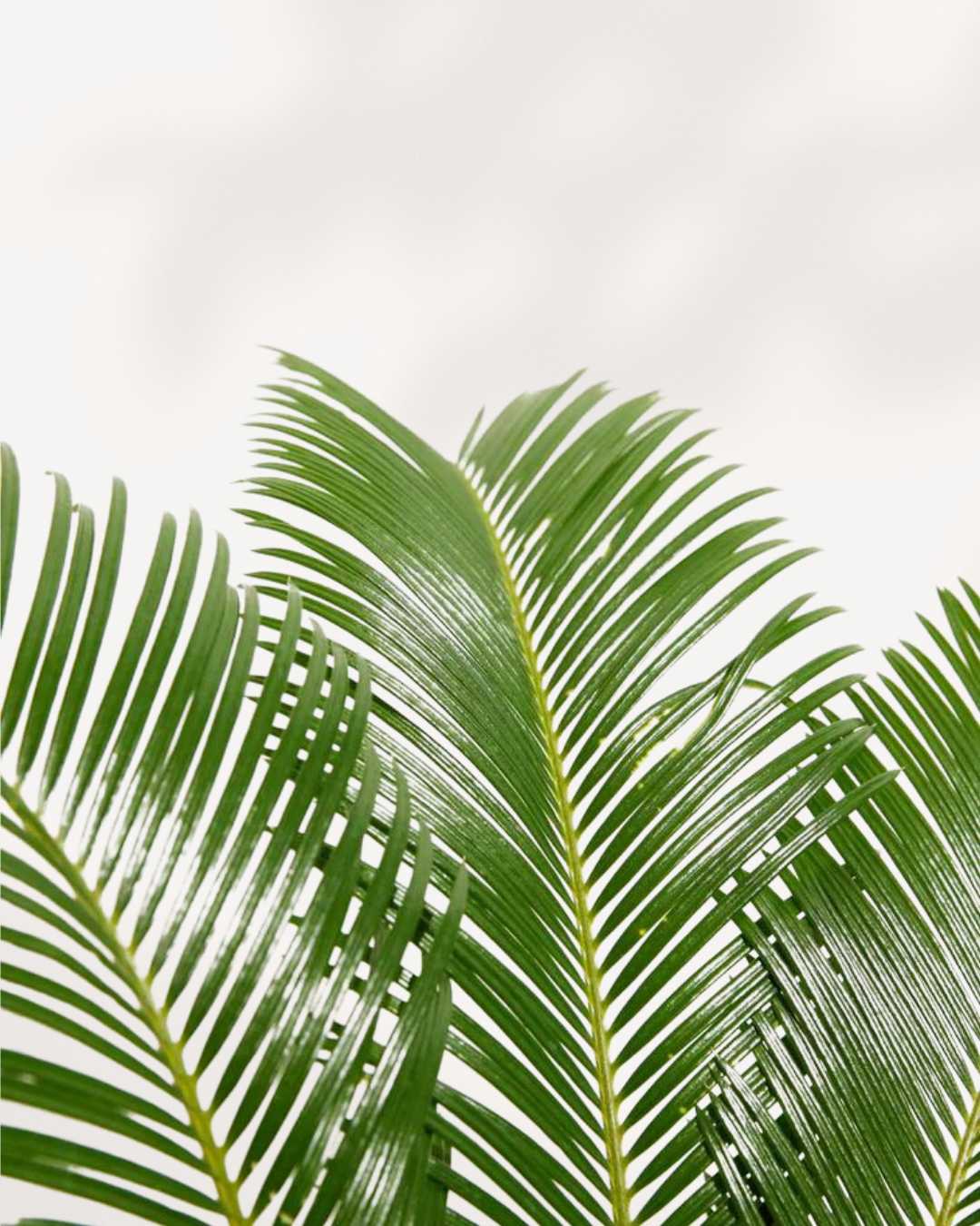 Close-up of Sago Palm's rosette of feathery fronds