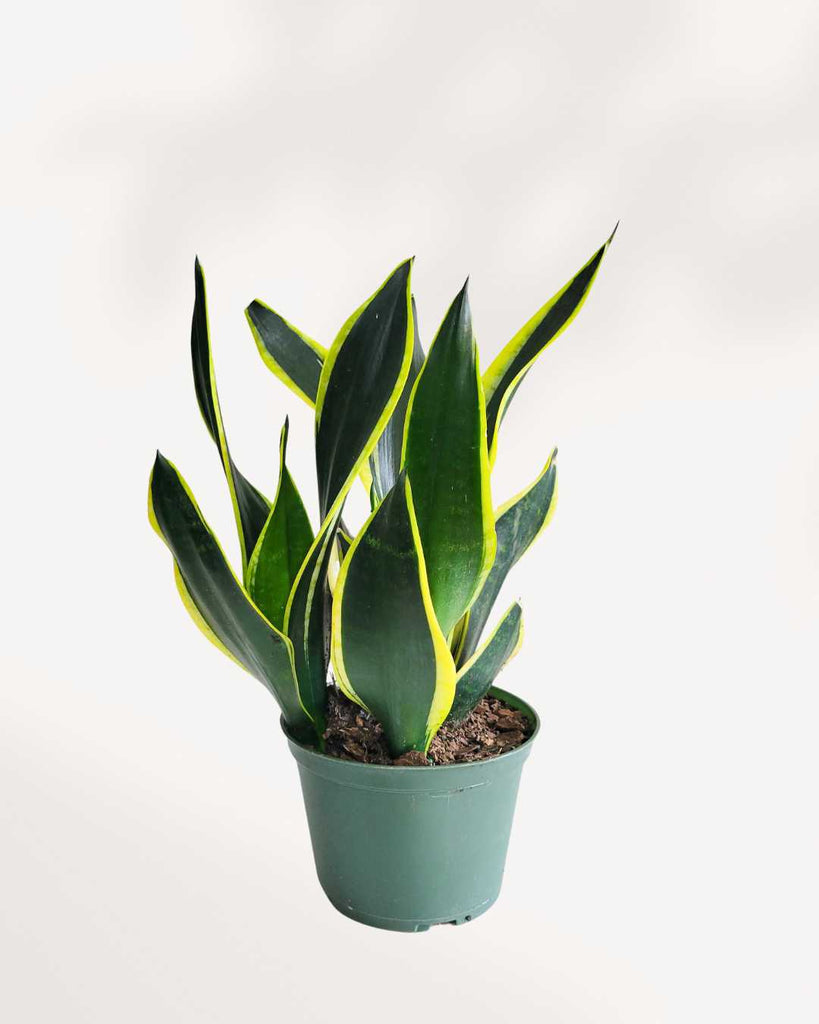 Sansevieria Black Gold 5 inch pot, front view of golden-edged leaves