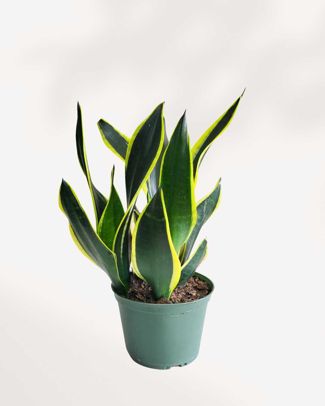 Sansevieria Black Gold 5 inch pot, front view of golden-edged leaves