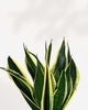 Close-up of Sansevieria Black Gold's golden-yellow leaf margins