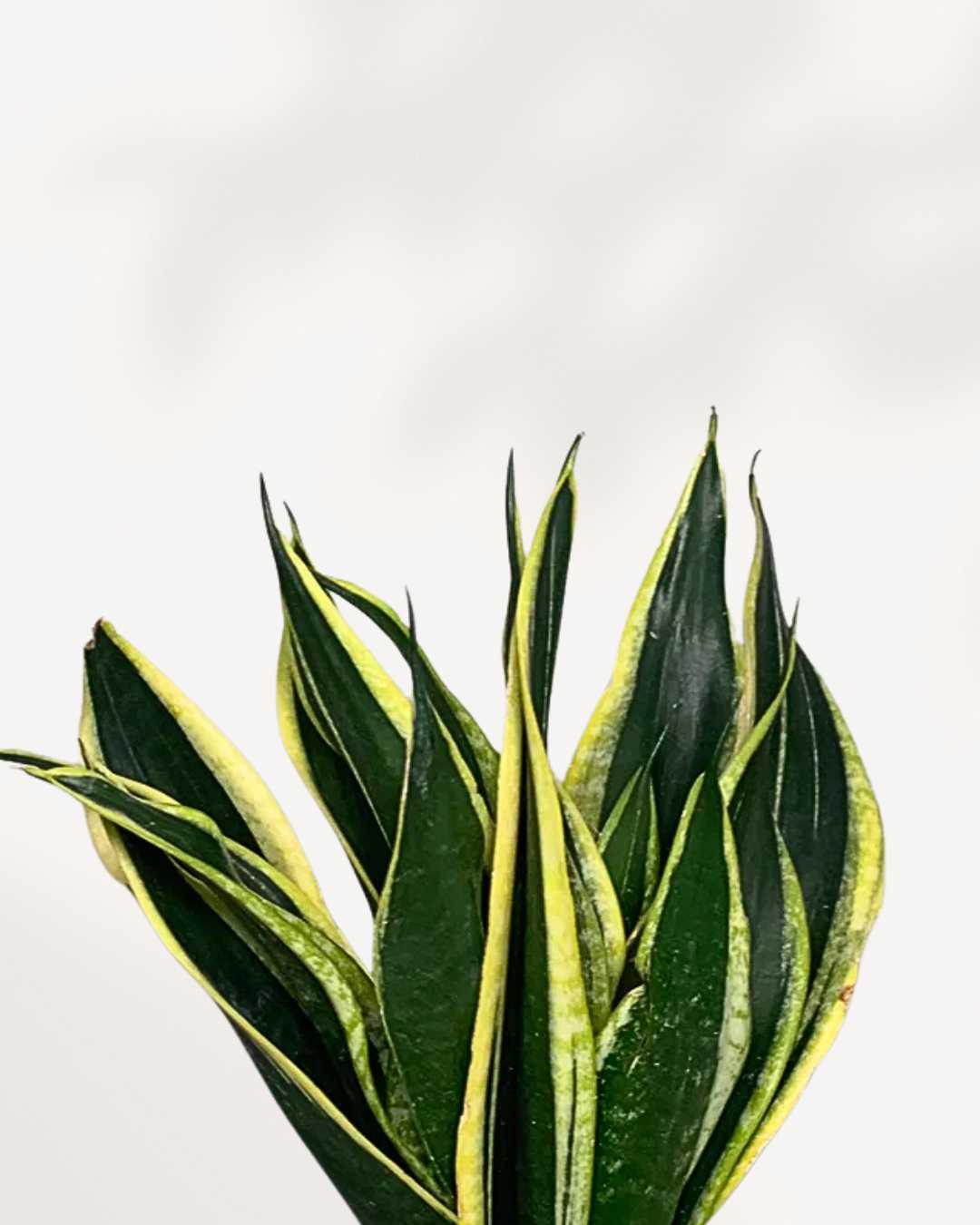 Close-up of Sansevieria Black Gold's golden-yellow leaf margins