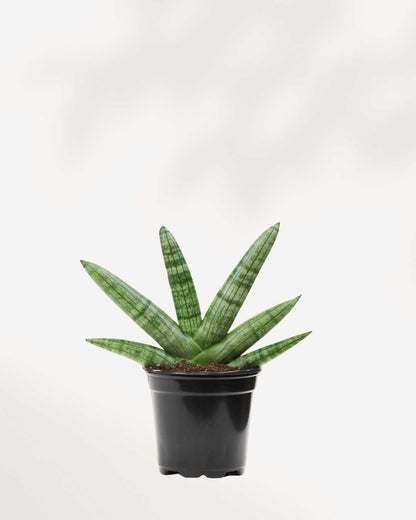 Sansevieria Boncel Starfish - Sansevieria Cylindrica 4" Pot - Small