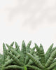 Sansevieria Boncel Starfish - Sansevieria Cylindrica