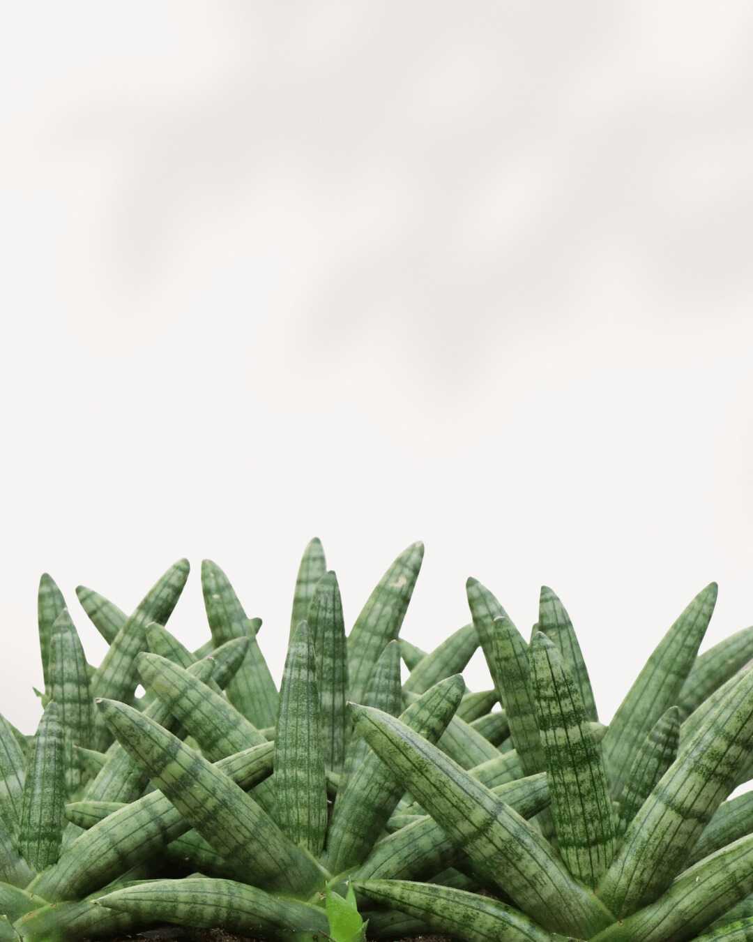 Sansevieria Boncel Starfish - Sansevieria Cylindrica