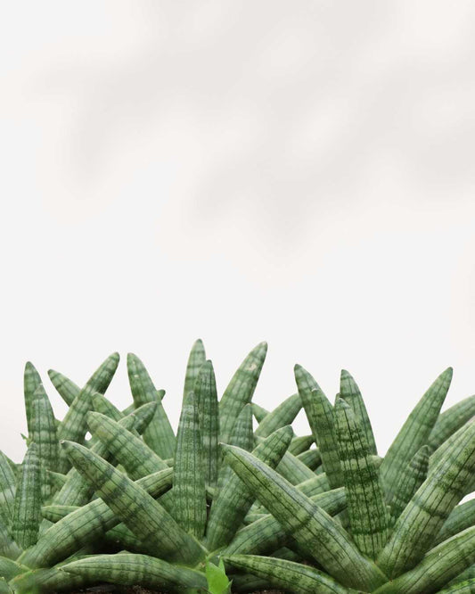 Sansevieria Boncel Starfish - Sansevieria Cylindrica 2.5" Pot - XSmall