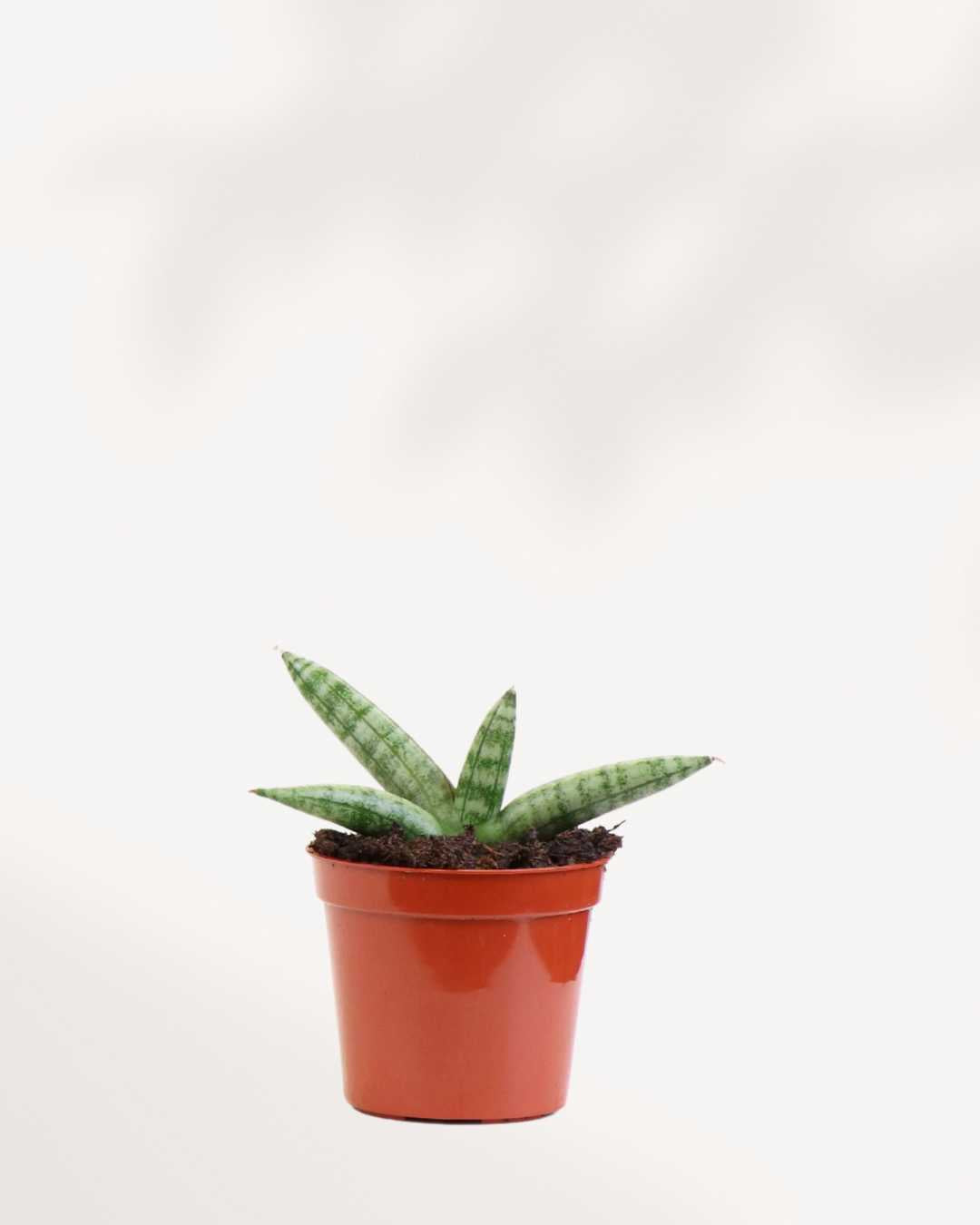 Sansevieria Boncel Starfish - Sansevieria Cylindrica 2.5" Pot - XSmall