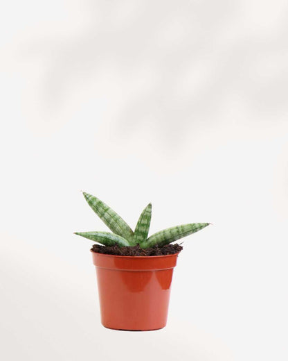 Sansevieria Boncel Starfish - Sansevieria Cylindrica 2.5" Pot - XSmall
