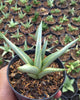 Close-up of Sansevieria Chanin foliage texture and banding