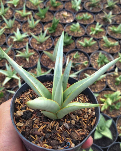 Close-up of Sansevieria Chanin foliage texture and banding