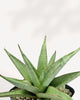Close-up of Sansevieria Chanin's compact patterned leaves