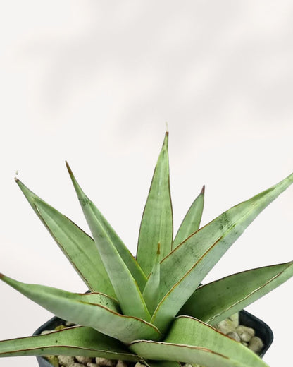 Close-up of Sansevieria Chanin's compact patterned leaves