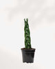 Sansevieria Cylindrica Braid 4" Pot - Small