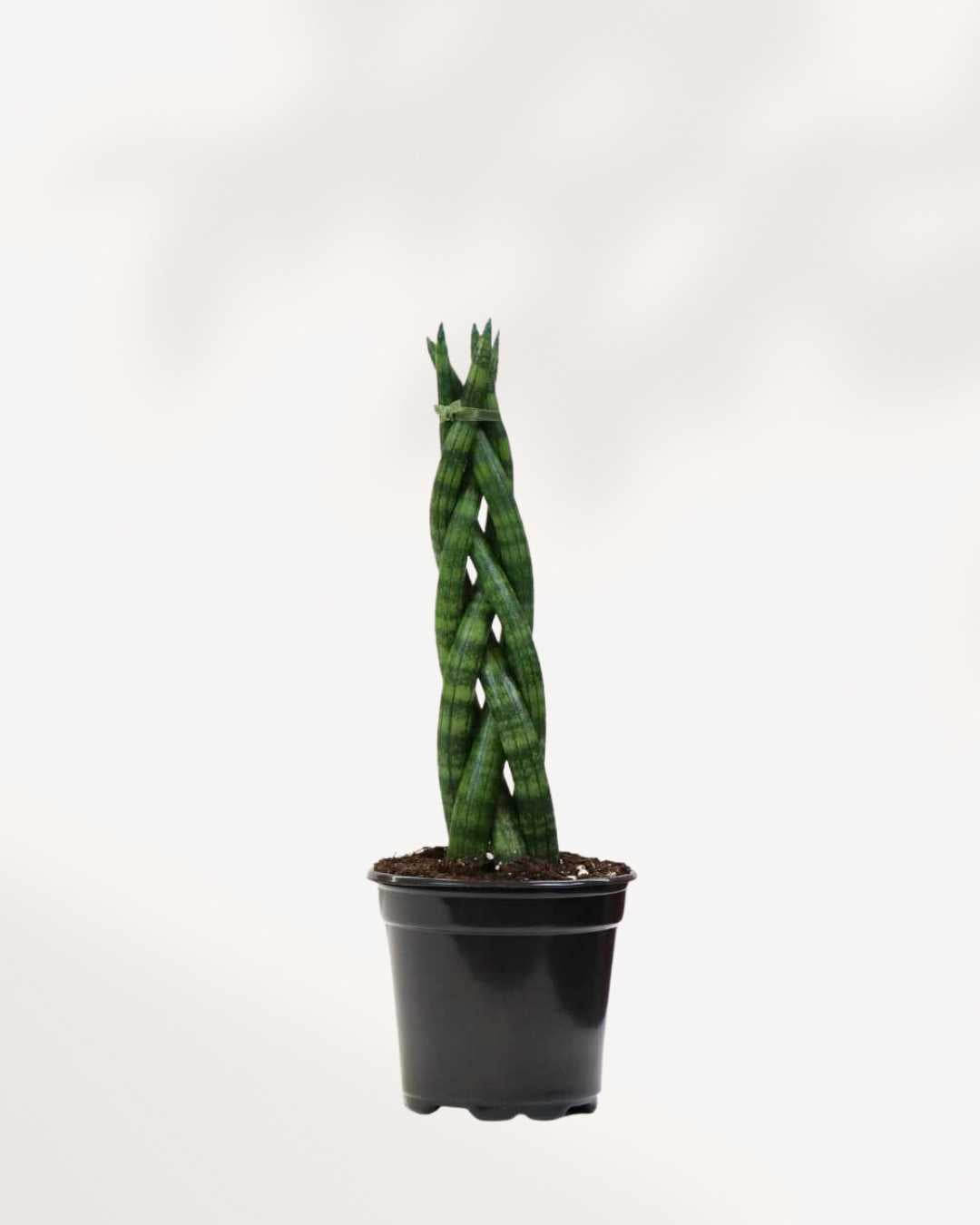 Sansevieria Cylindrica Braid 4" Pot - Small
