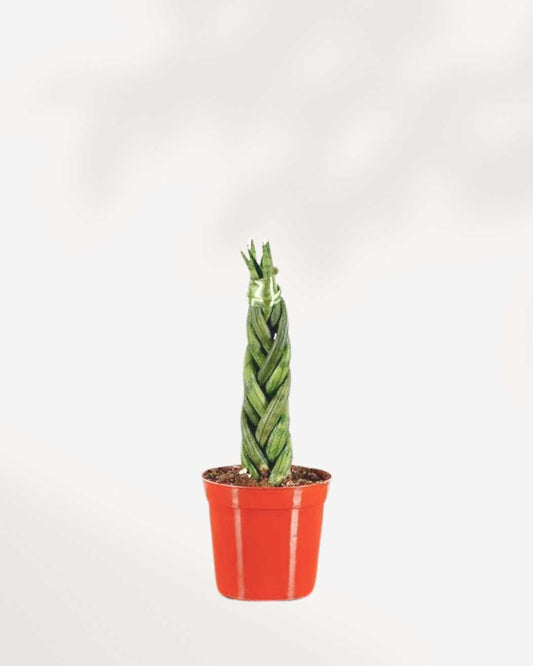 Sansevieria Cylindrica Braid 2.5" Pot - XSmall