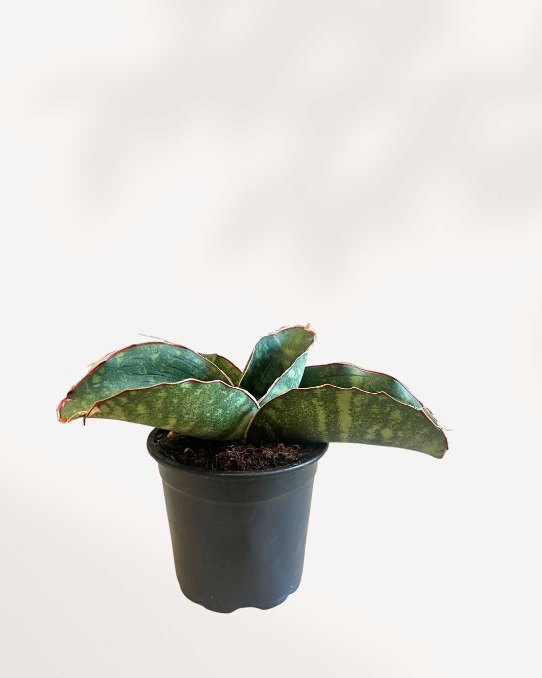 Sansevieria Dragon Wing 4" Pot - Small, front view of arching leaves