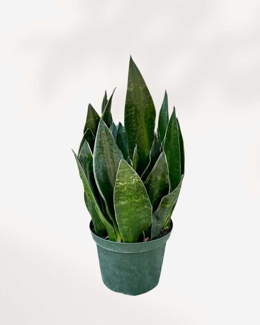 Sansevieria Fabi 6" Pot Medium