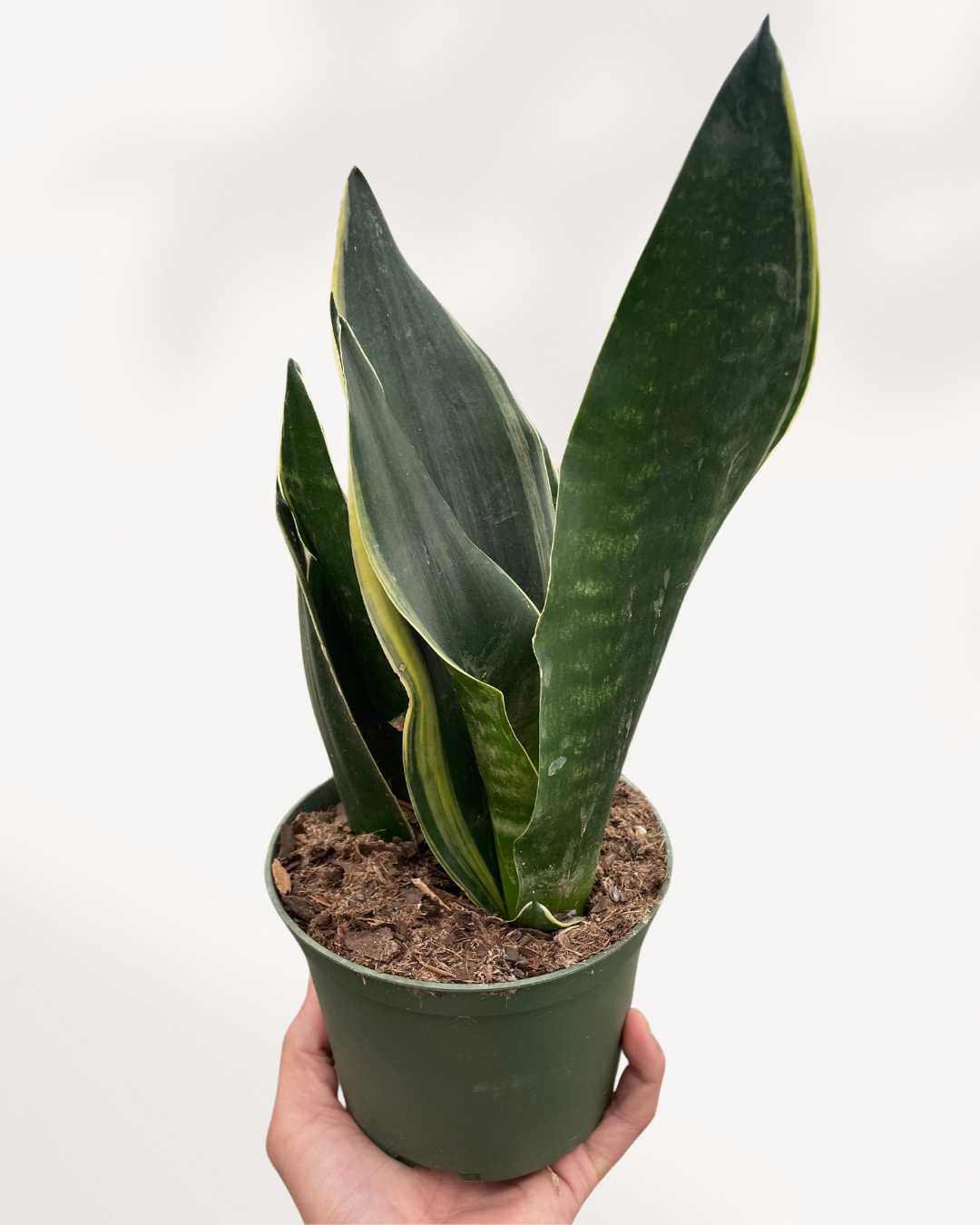 Sansevieria Fabi