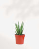 Sansevieria Francissii Spiky 2.5” Pot - Small