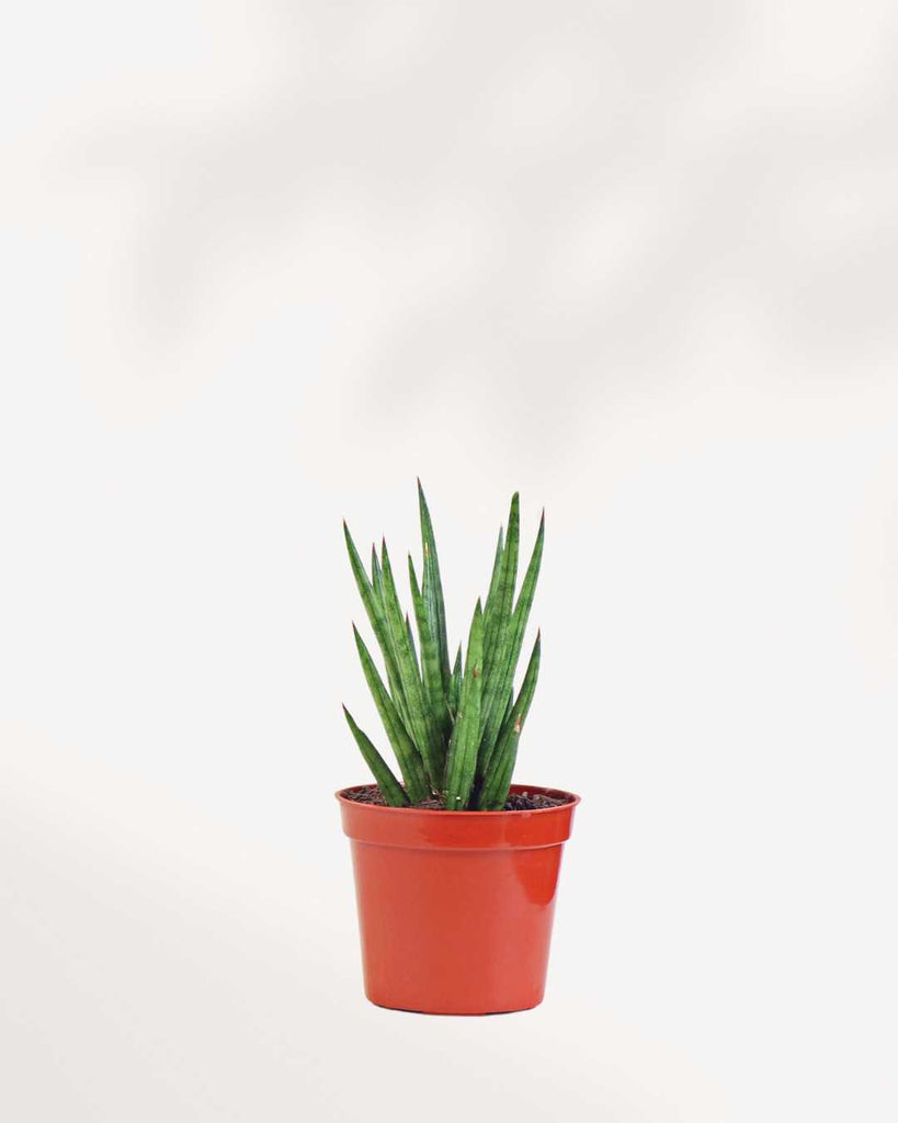 Sansevieria Francissii Spiky 2.5” Pot - Small