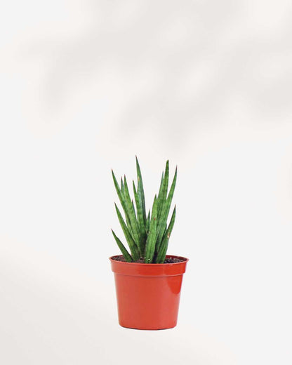 Sansevieria Francissii Spiky 2.5” Pot - Small