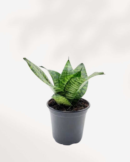 Sansevieria Futura Robusta 4" Pot - Small (Expect some blemishes)