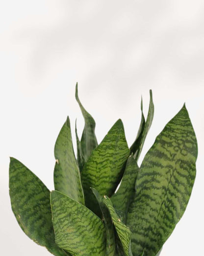 Sansevieria Futura Robusta