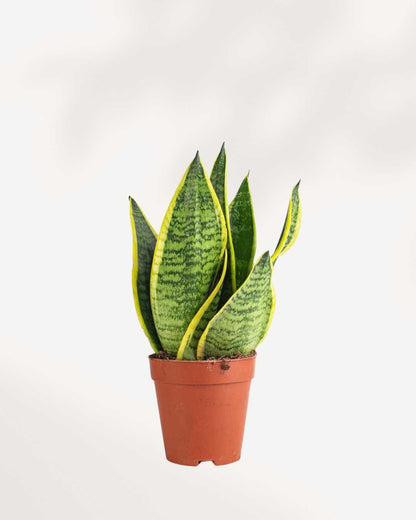 Sansevieria Futura Superba 3.5" Pot - XSmall (Expect some blemishes)