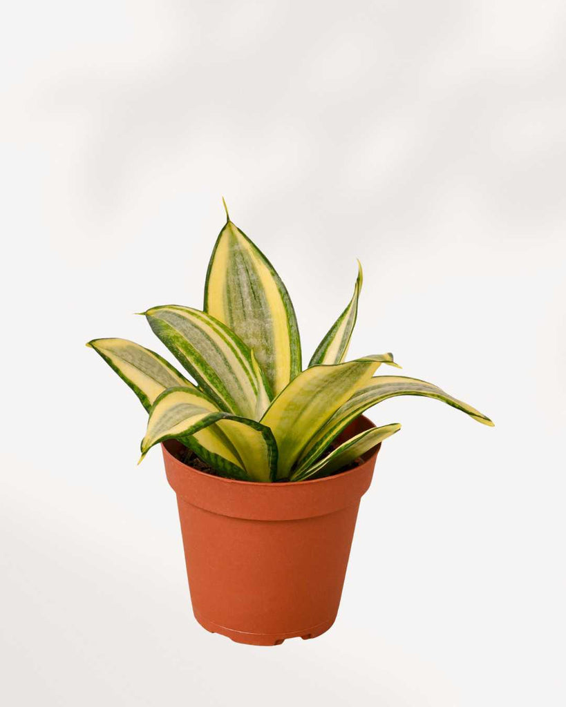 Sansevieria Golden Hahnii