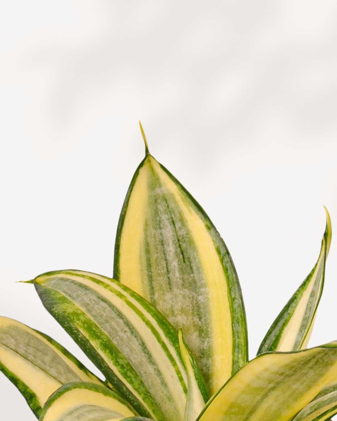 Sansevieria Golden Hahnii