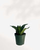 Sansevieria Hahnii Birdsnest 4" Pot - Small, front view of compact rosette