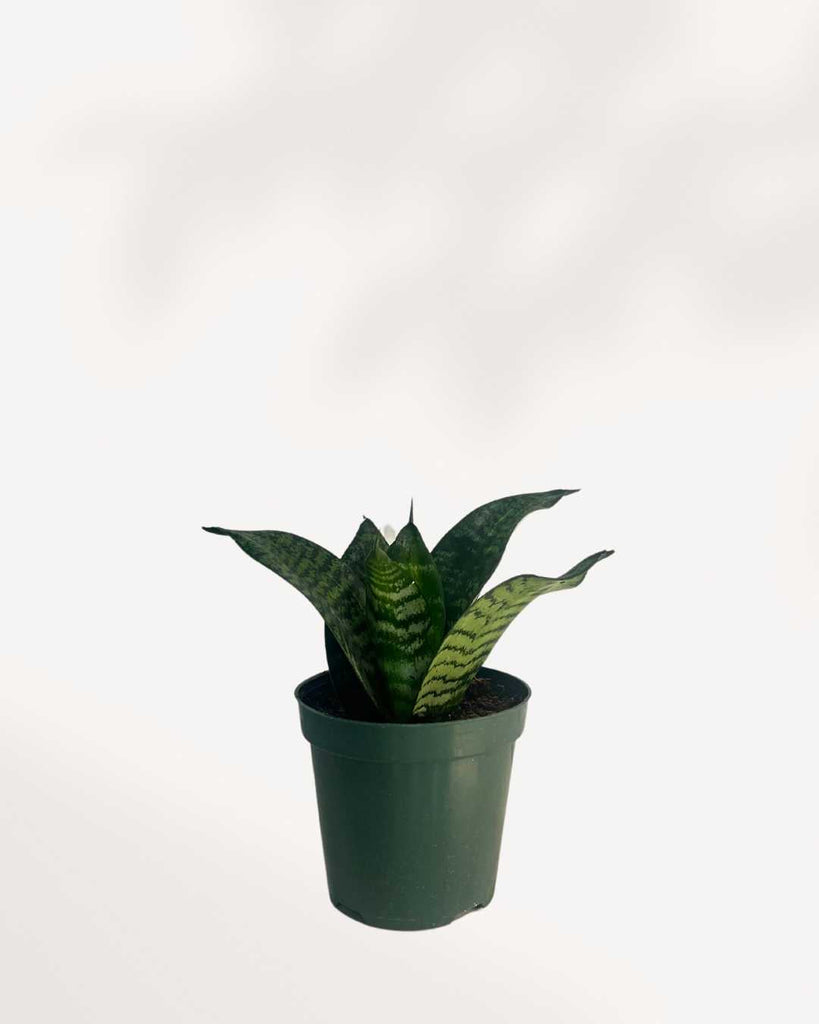 Sansevieria Hahnii Birdsnest 4" Pot - Small, front view of compact rosette