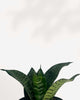 Close-up of Sansevieria Hahnii Birdsnest's variegated rosette leaves
