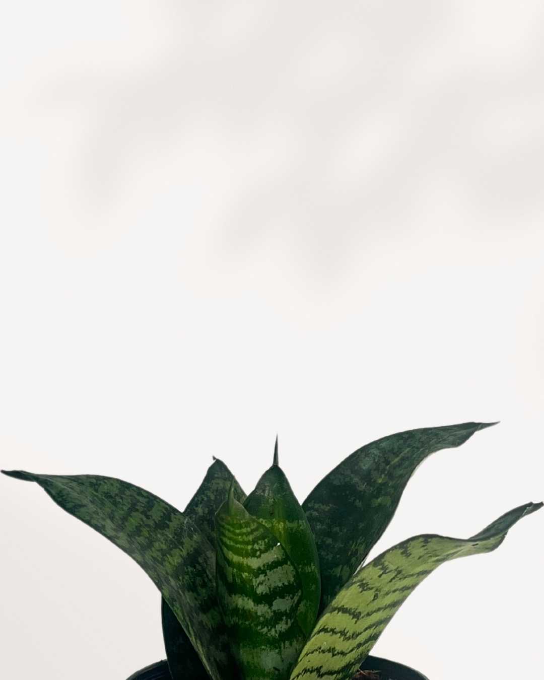 Close-up of Sansevieria Hahnii Birdsnest's variegated rosette leaves