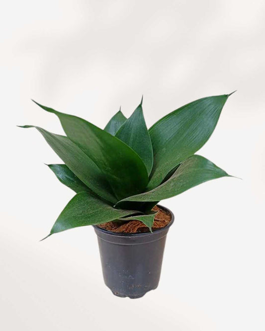 Sansevieria Hahnii Black Jade 4" Pot - Small
