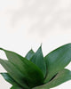 Sansevieria Hahnii Black Jade