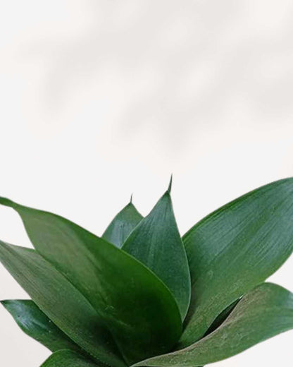 Sansevieria Hahnii Black Jade