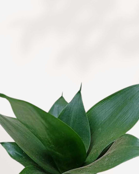 Sansevieria Hahnii Black Jade 4" Pot - Small