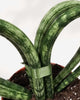 Sansevieria Hearts Coracao
