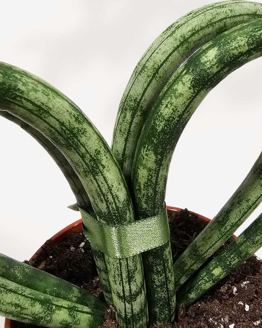 Sansevieria Hearts Coracao 3.5" Pot - Small