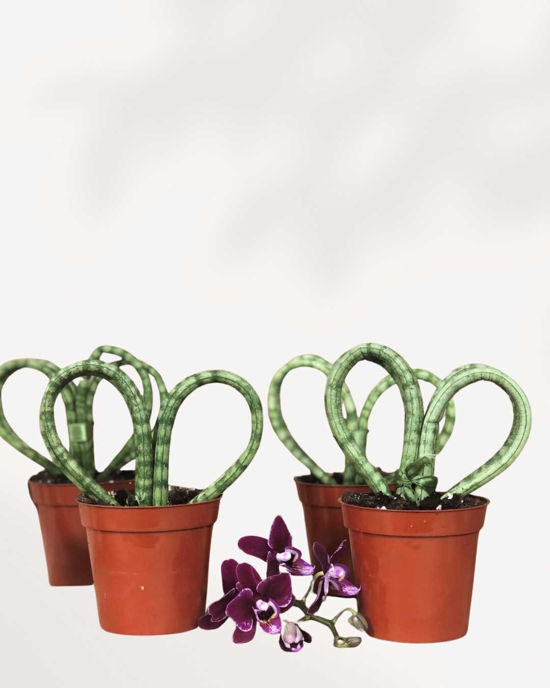 Sansevieria Hearts Coracao